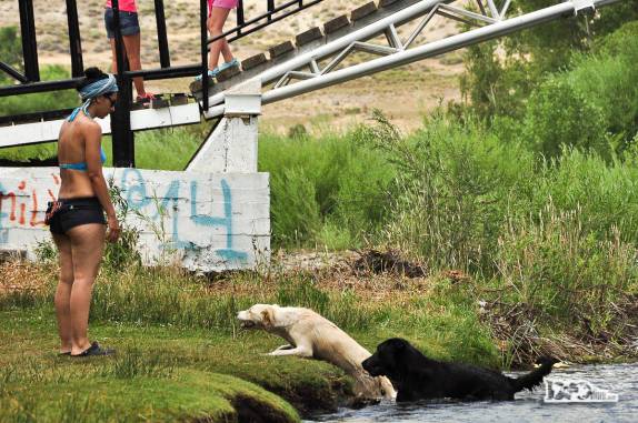 Cães são levados para se exercitar no rio Chimehuín pelos habitantes de Junín de Los Andes, no sul da Argentina